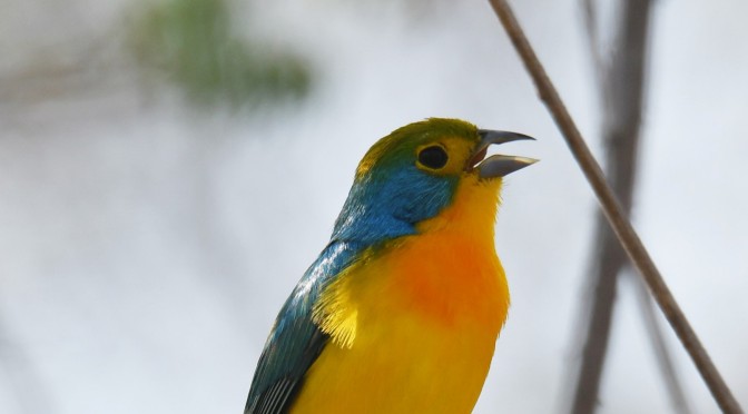 Huatulco:  A Paradise of Bird Habitats